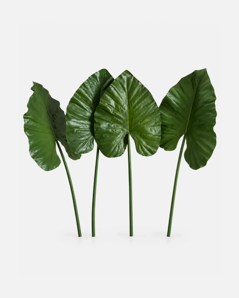Autres, Feuilles de Colocasia