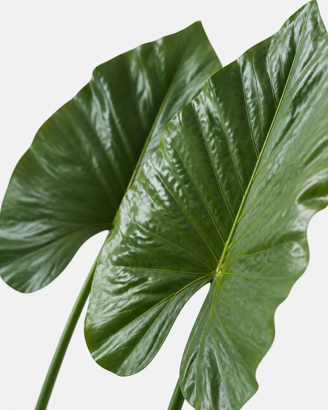 Autres, Feuilles de Colocasia