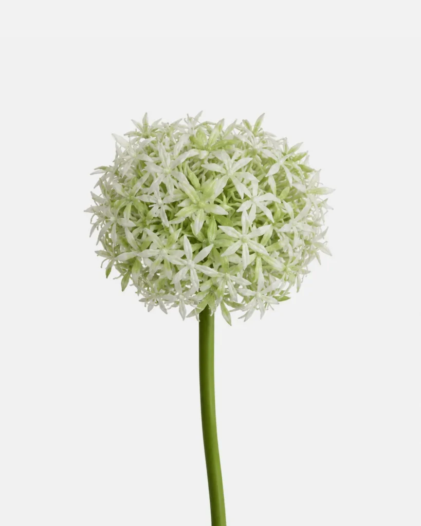 Autres, Fleur d’ail