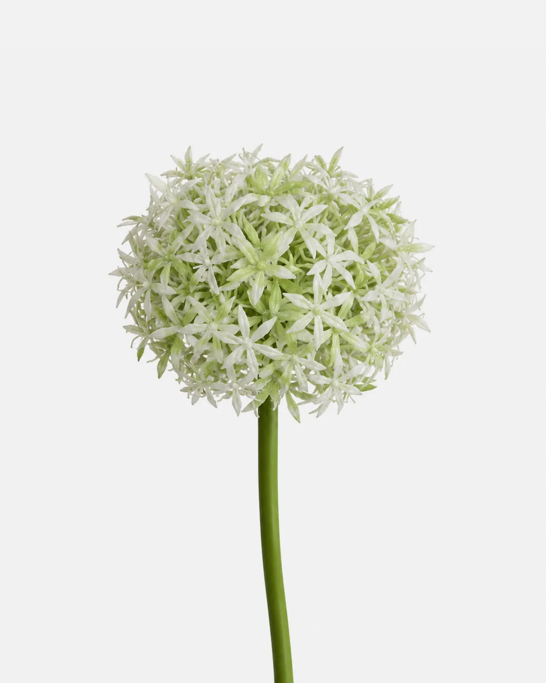 Autres, Fleur d’ail