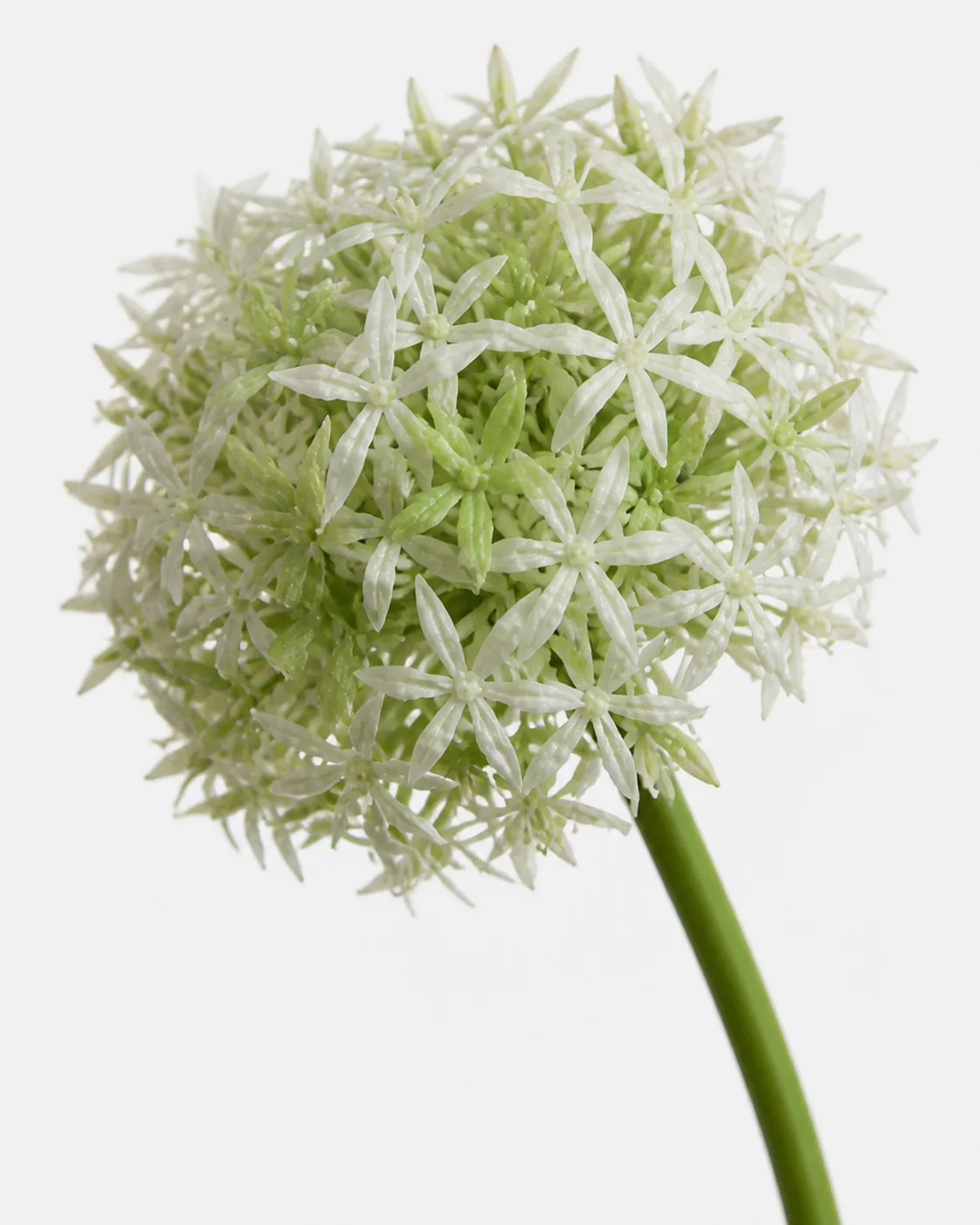 Autres, Fleur d’ail