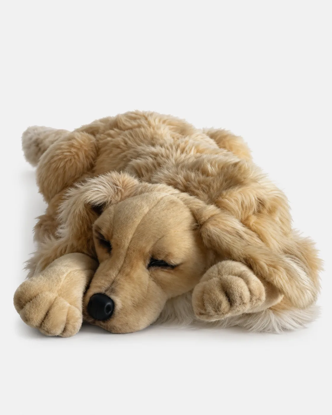 Chien, Labrador, couché