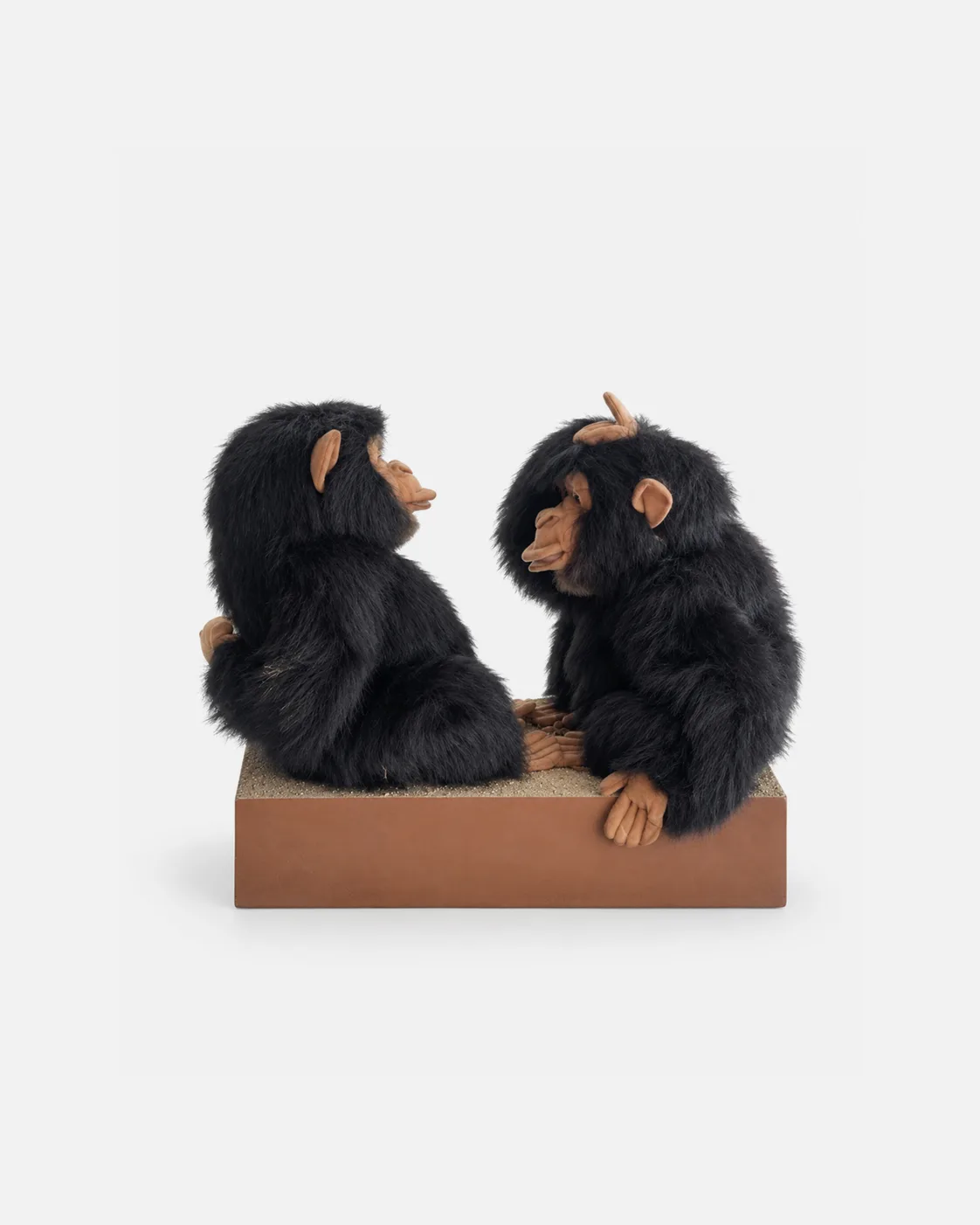 Chimpanzé, deux