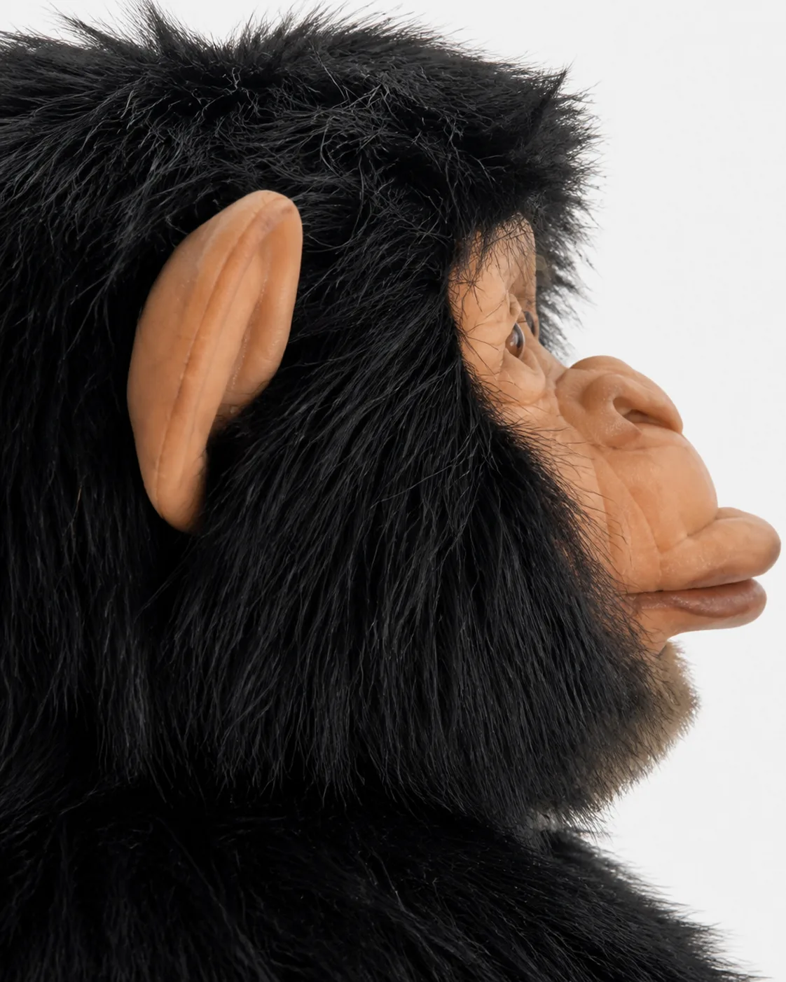 Chimpanzé, deux