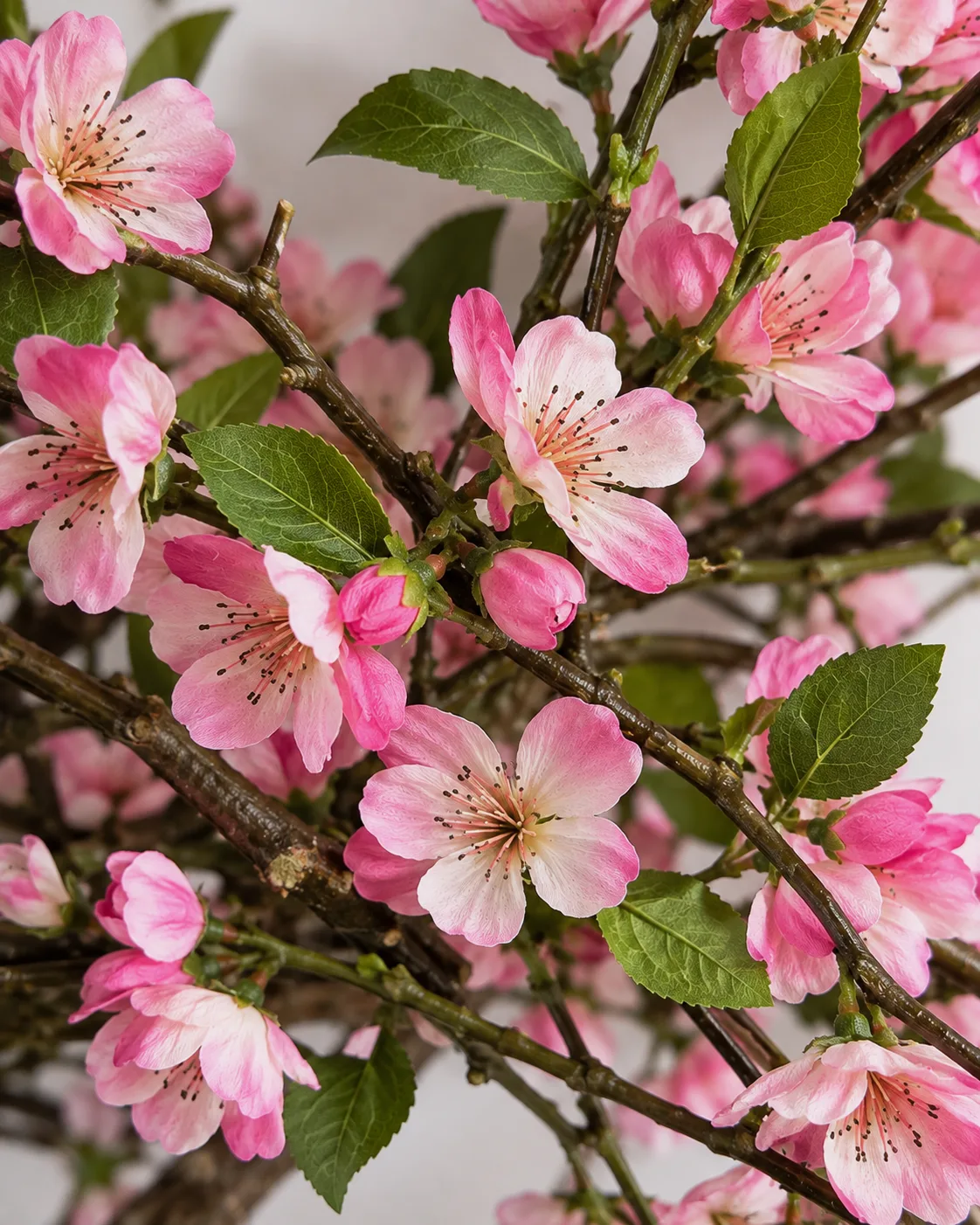 Fleurs, Bouquet, Cerisier rose