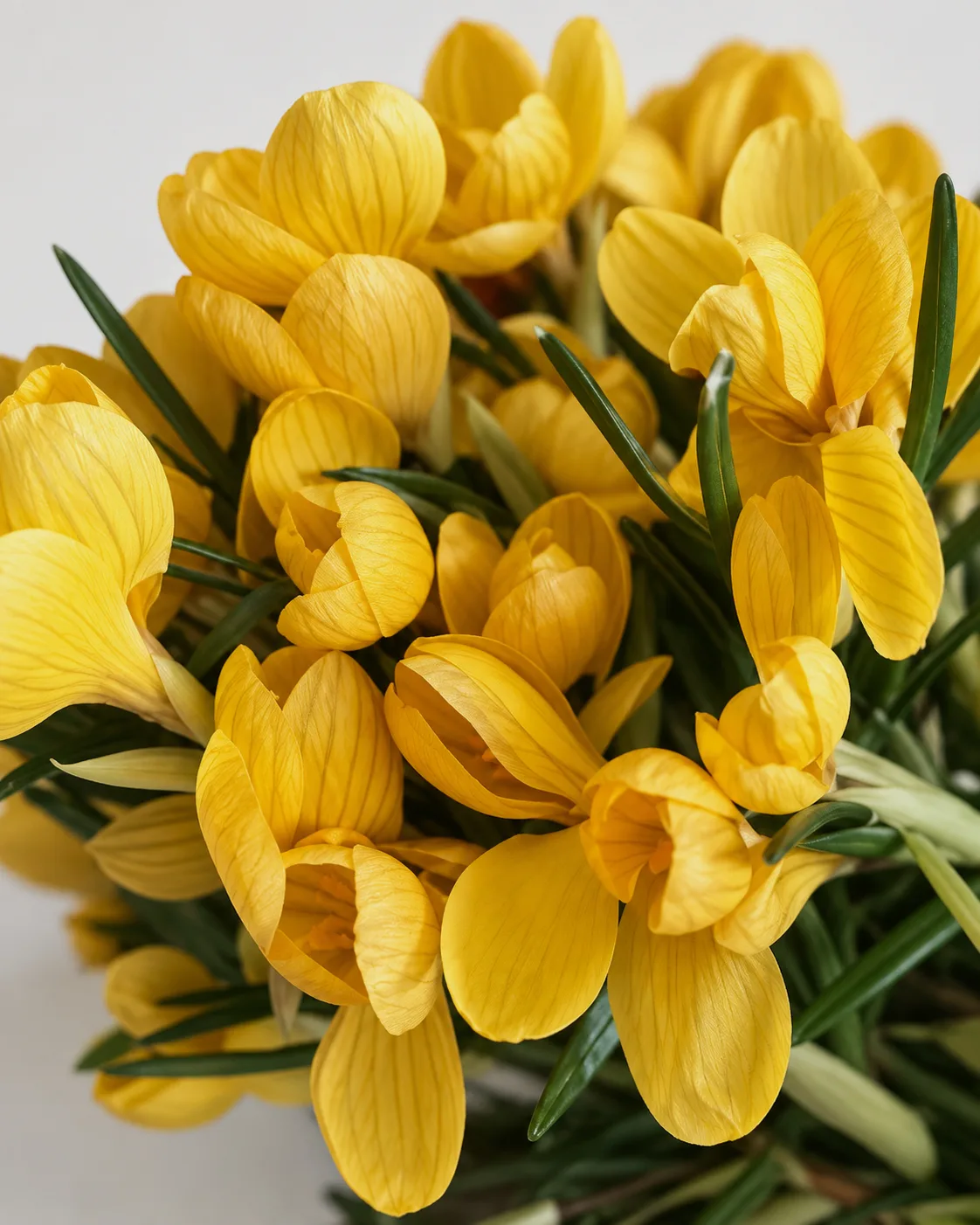 Fleurs, Bouquet, Crocus jaune