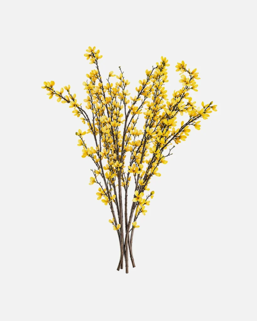 Fleurs, Bouquet, Forsythia