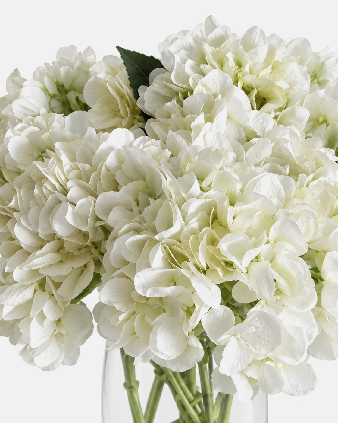 Fleurs, Bouquet, Hortensia, blanc
