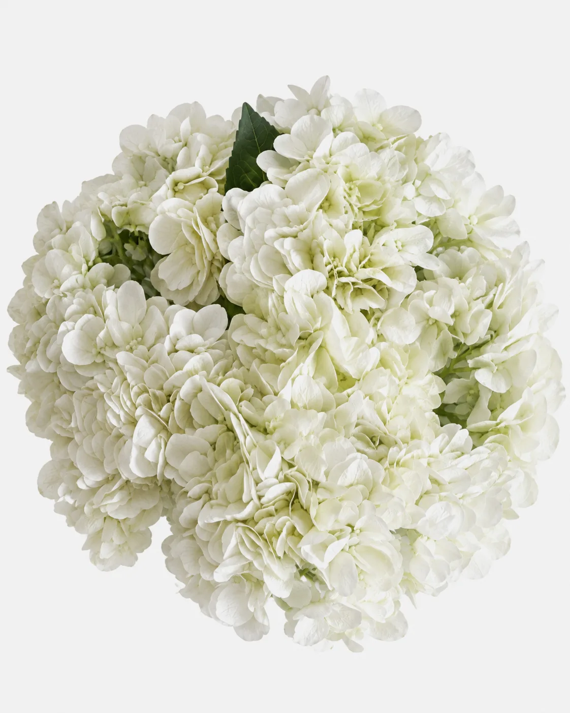 Fleurs, Bouquet, Hortensia, blanc