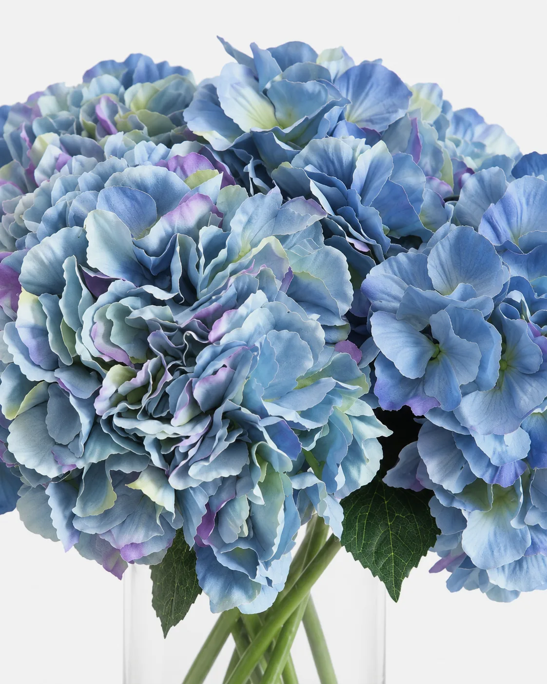Fleurs, Bouquet, Hortensia, bleue