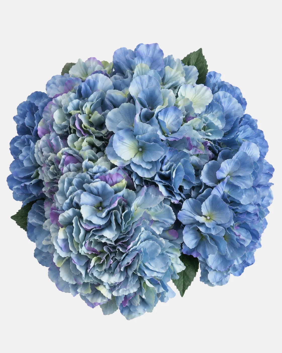 Fleurs, Bouquet, Hortensia, bleue