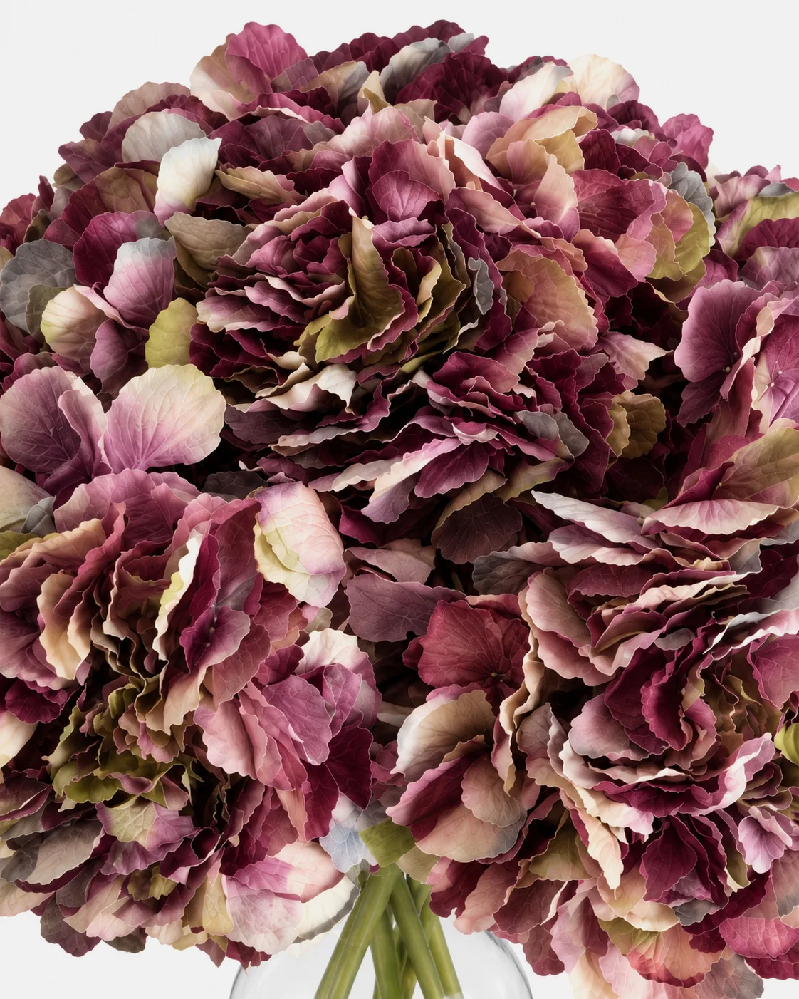 Fleurs, Bouquet, Hortensia, marbré