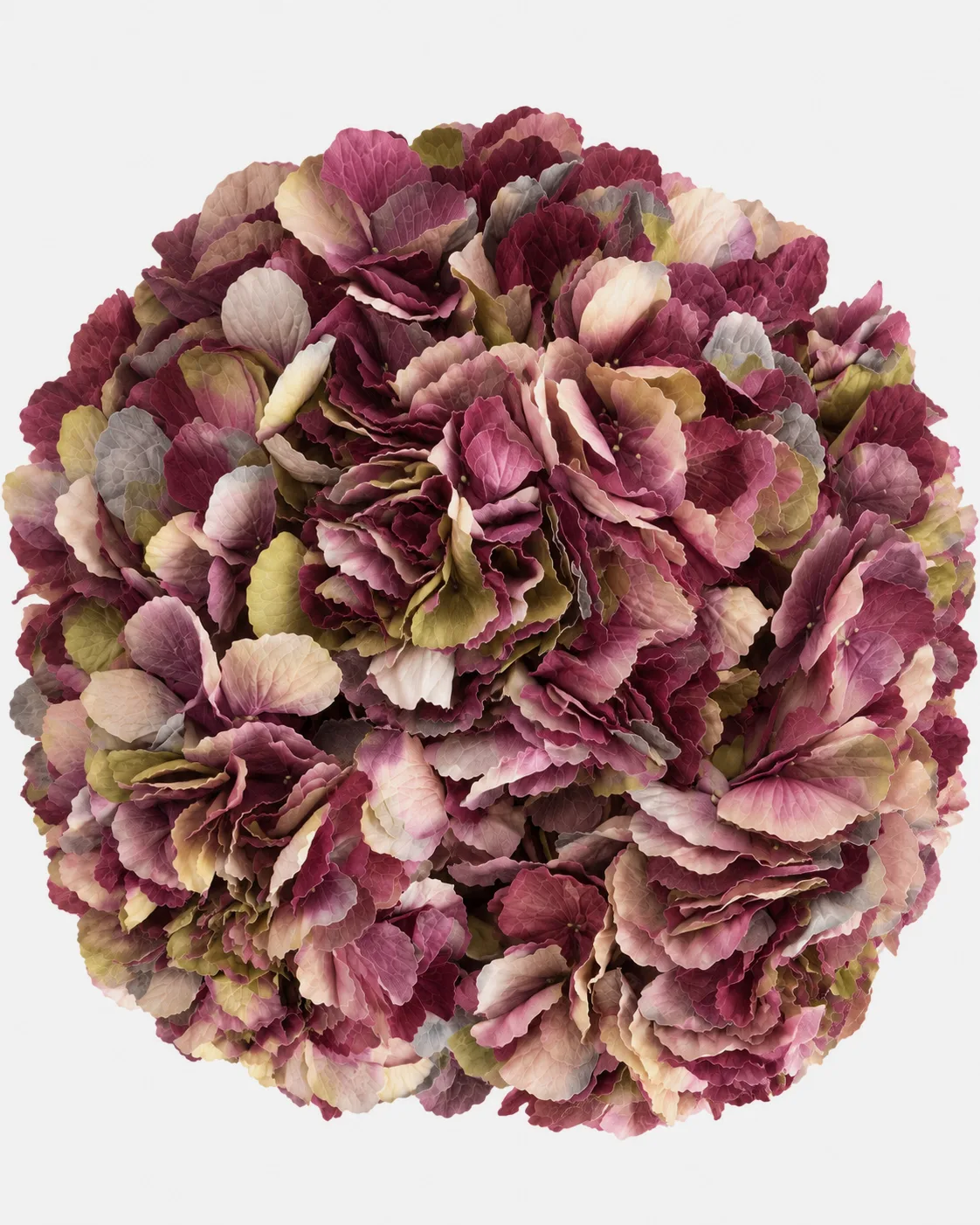 Fleurs, Bouquet, Hortensia, marbré