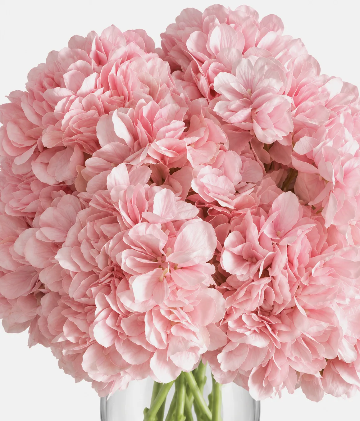 Fleurs, Bouquet, Hortensia, rose