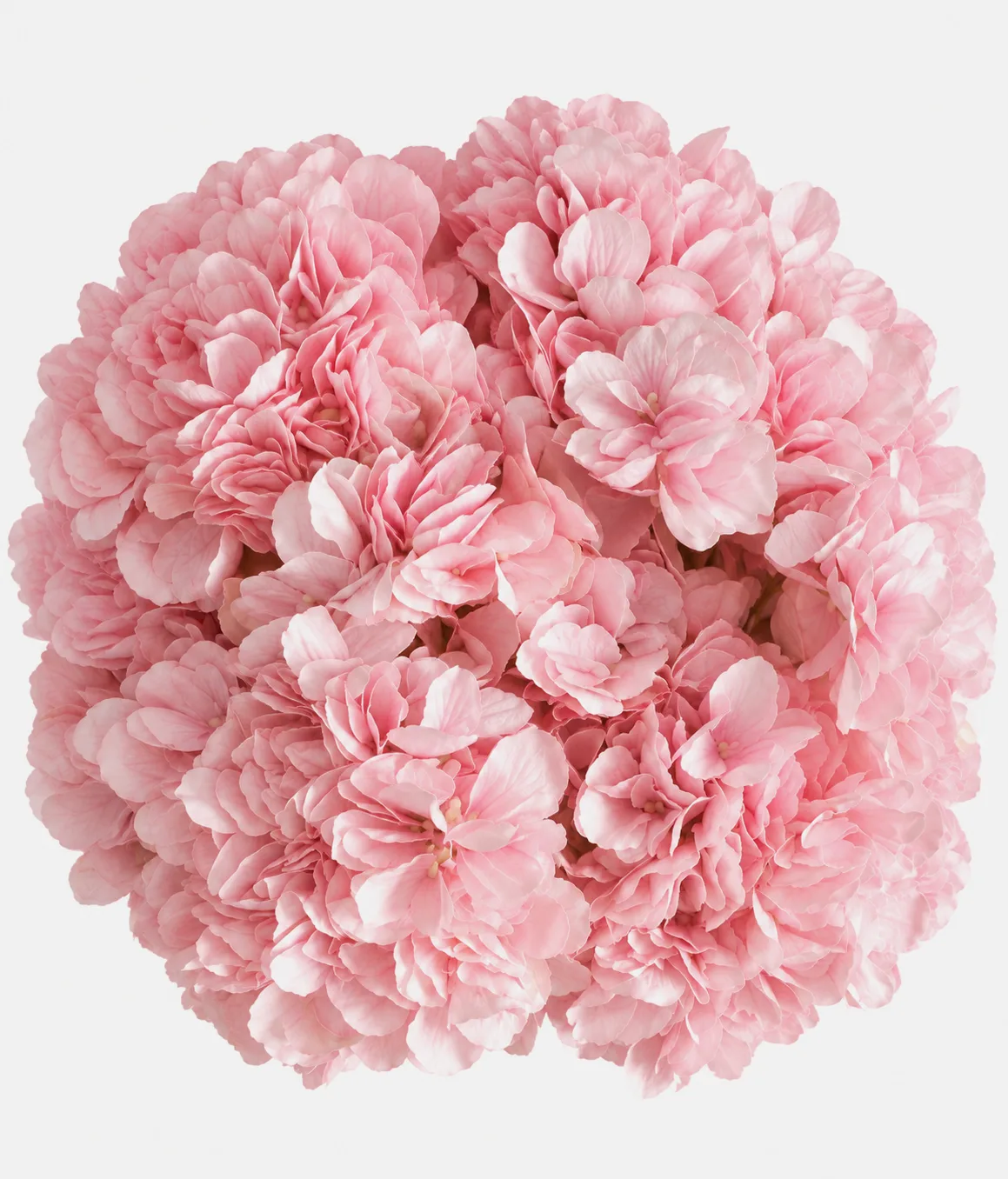 Fleurs, Bouquet, Hortensia, rose