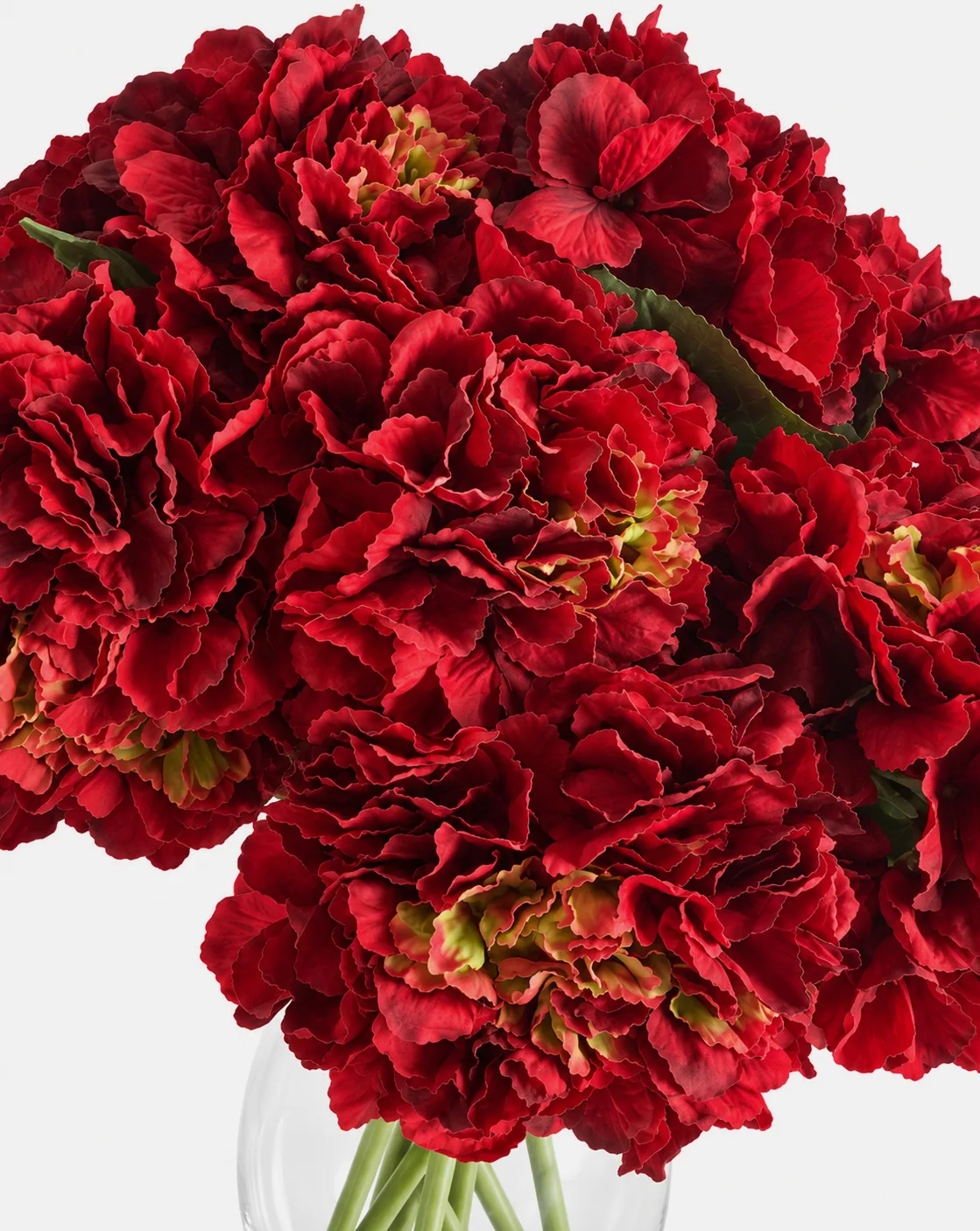 Fleurs, Bouquet, Hortensia, rouge
