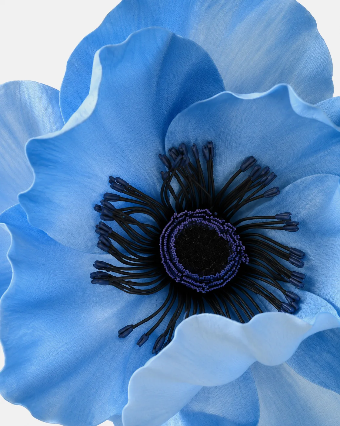Fleurs, grandes, à l’unité, Anémone, bleu clair, 180 cm, x1