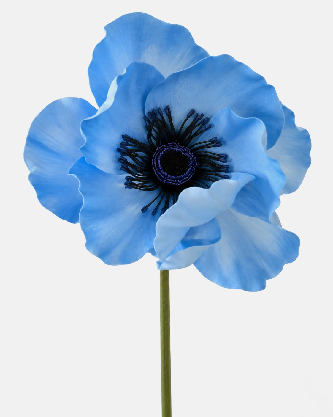 Fleurs, grandes, à l’unité, Anémone, bleu clair, 180 cm, x1