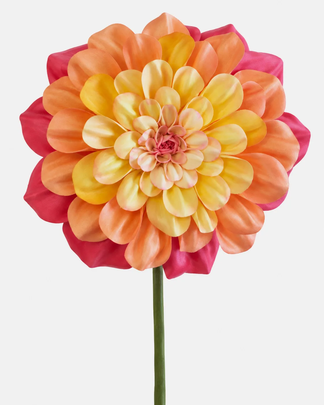 Fleurs, grandes, à l’unité, Dahlia, Orange jaune