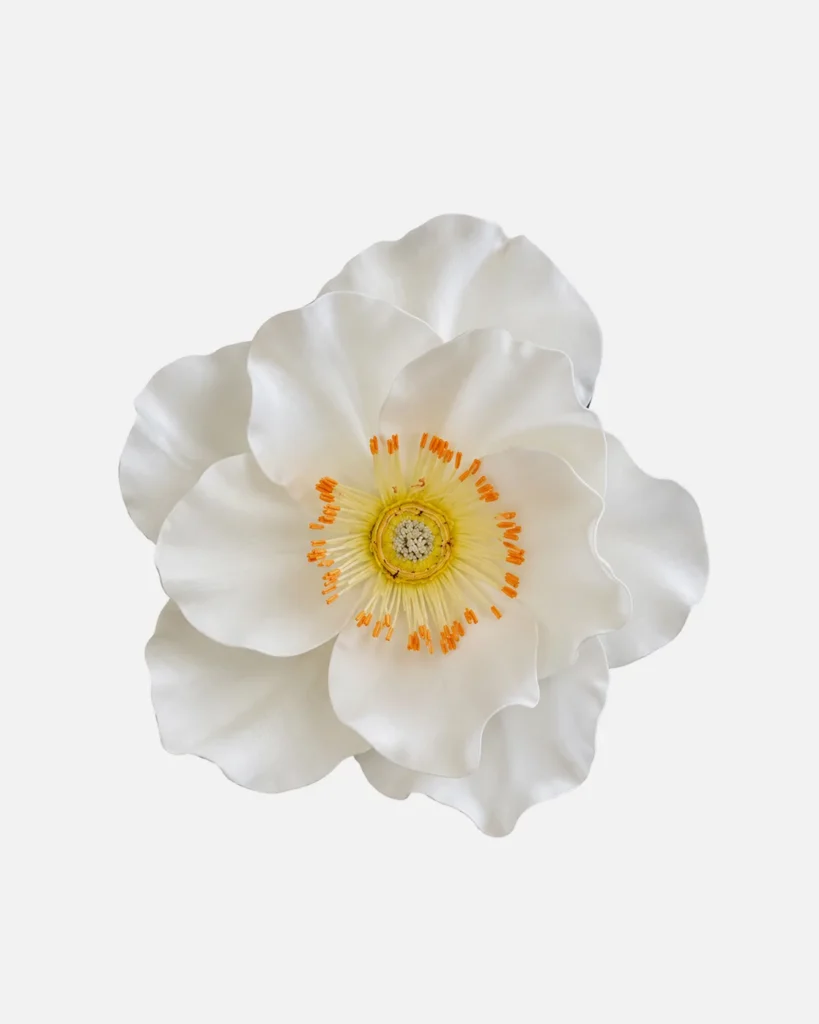 Fleurs, grandes, à l’unité, Lotus, blanc