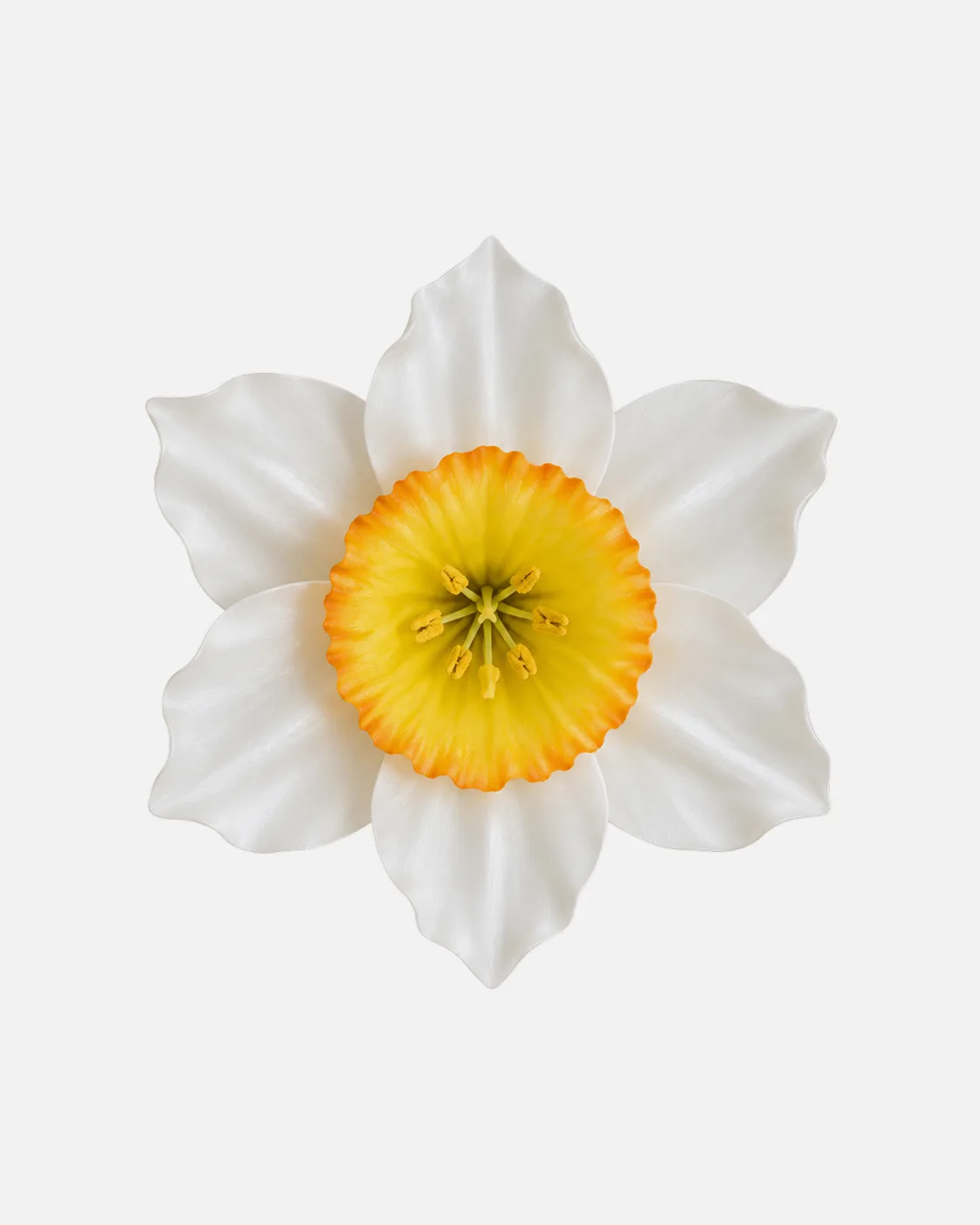 Fleurs, grandes, à l’unité, Narcisse, blanc