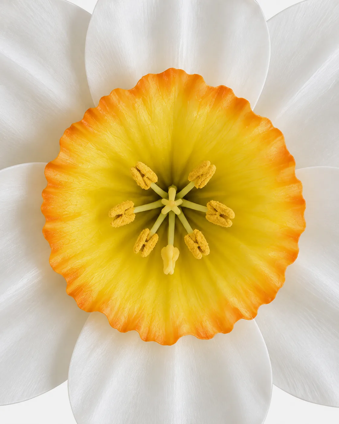 Fleurs, grandes, à l’unité, Narcisse, blanc