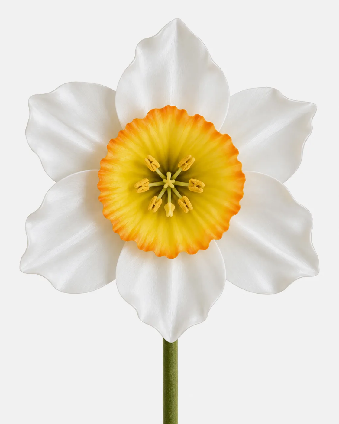 Fleurs, grandes, à l’unité, Narcisse, blanc