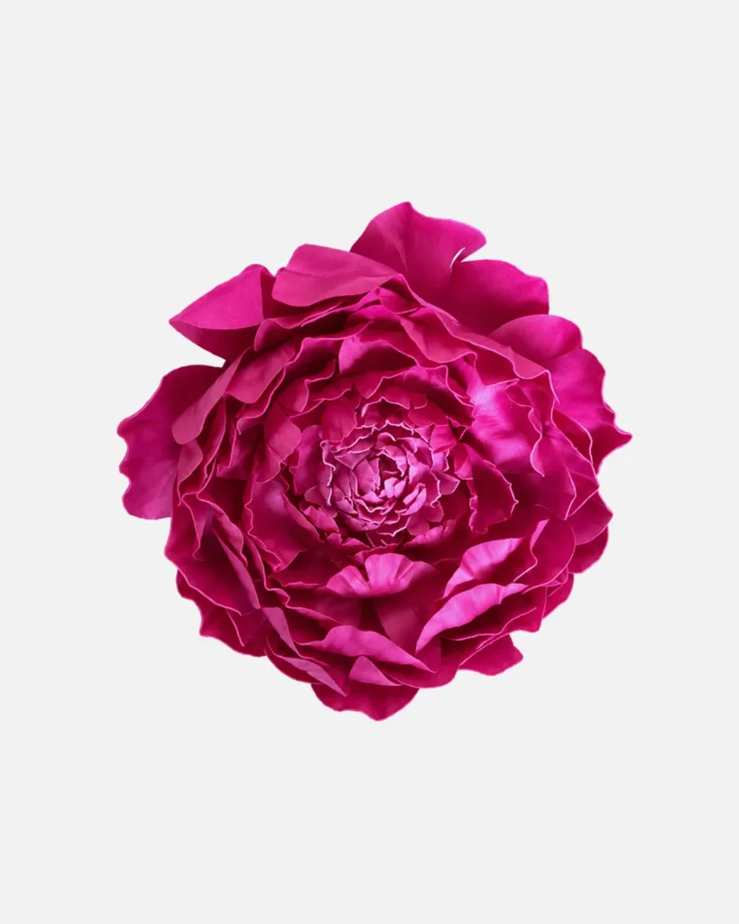Fleurs, grandes, à l’unité, Pivoine, fuchsia