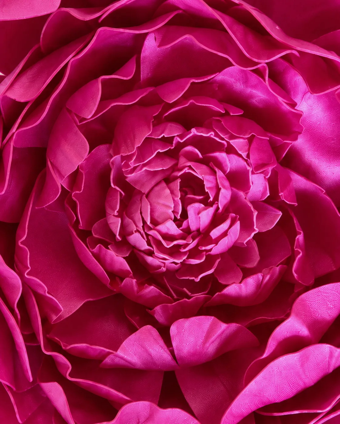 Fleurs, grandes, à l’unité, Pivoine, fuchsia