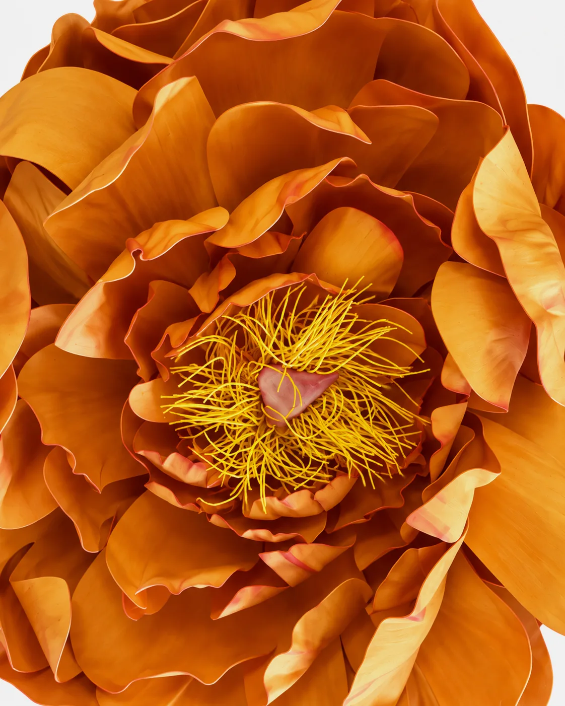 Fleurs, grandes, à l’unité, Pivoine, orange 2