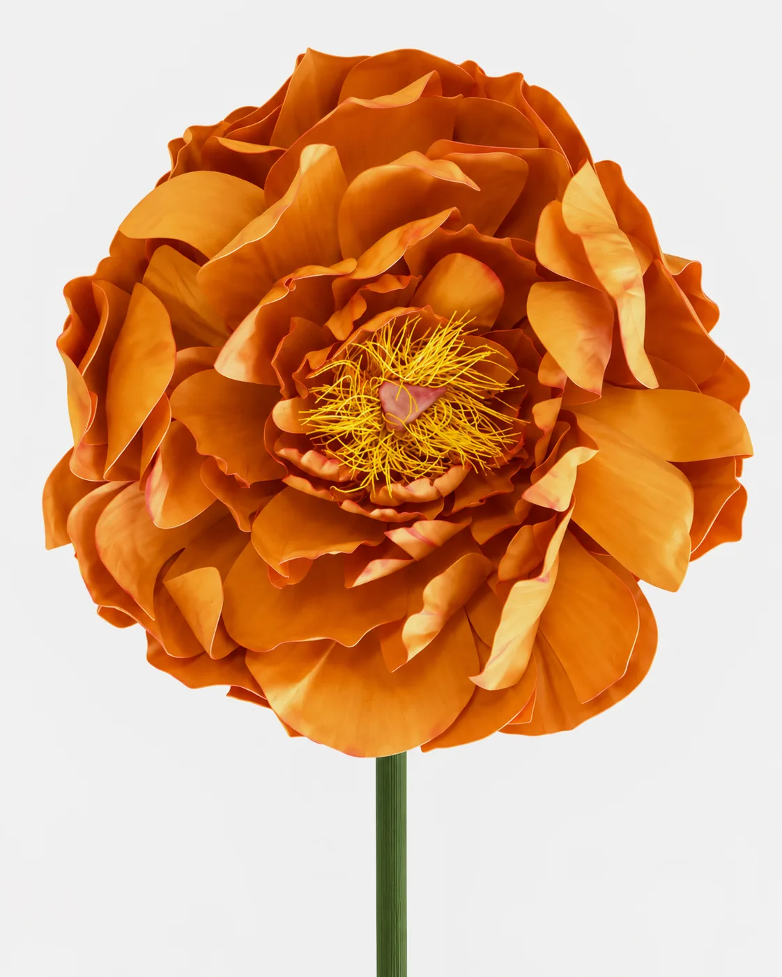 Fleurs, grandes, à l’unité, Pivoine, orange 2
