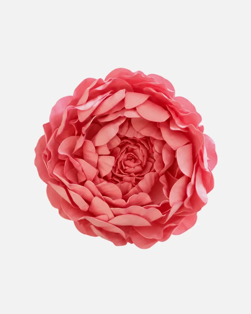 Fleurs, grandes, à l’unité, Pivoine, rose
