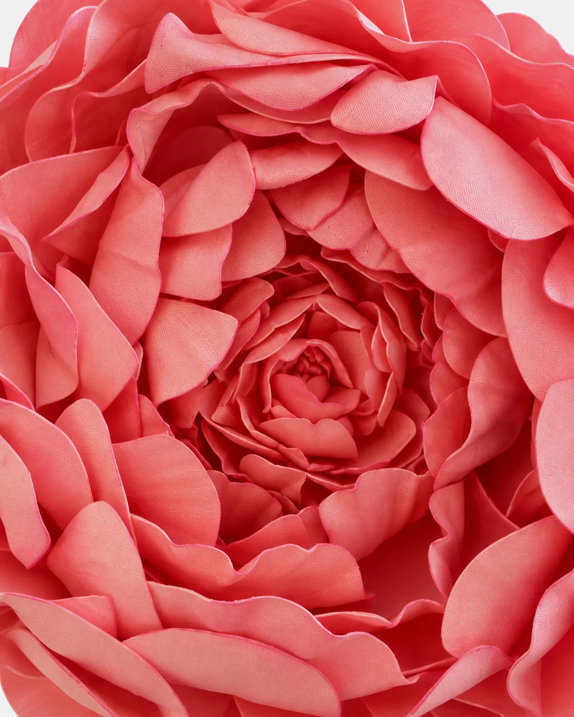 Fleurs, grandes, à l’unité, Pivoine, rose