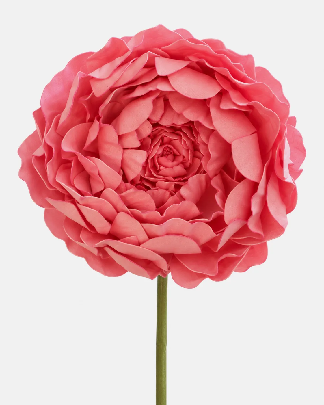 Fleurs, grandes, à l’unité, Pivoine, rose