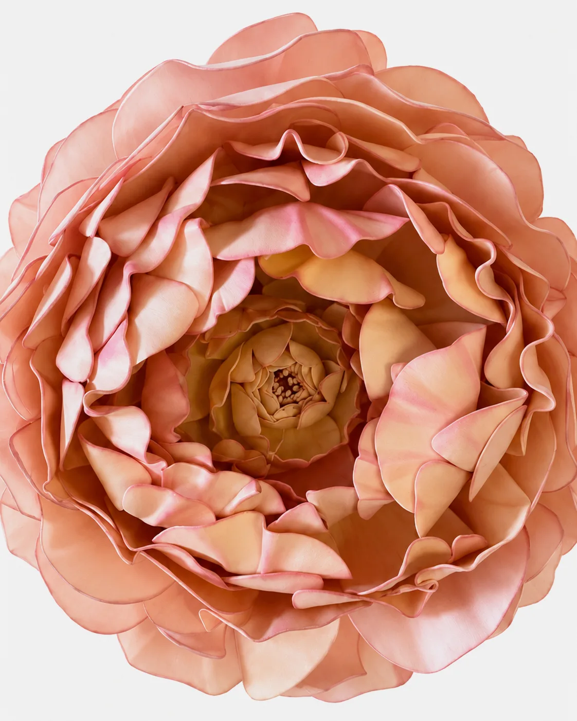 Fleurs, grandes, à l’unité, Pivoine, vieux rose