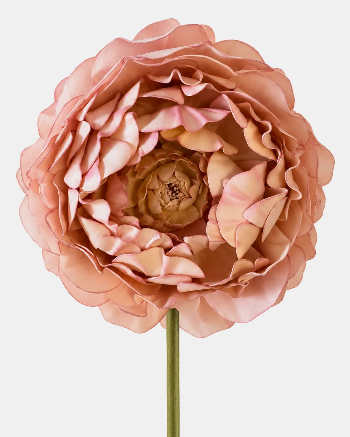 Fleurs, grandes, à l’unité, Pivoine, vieux rose