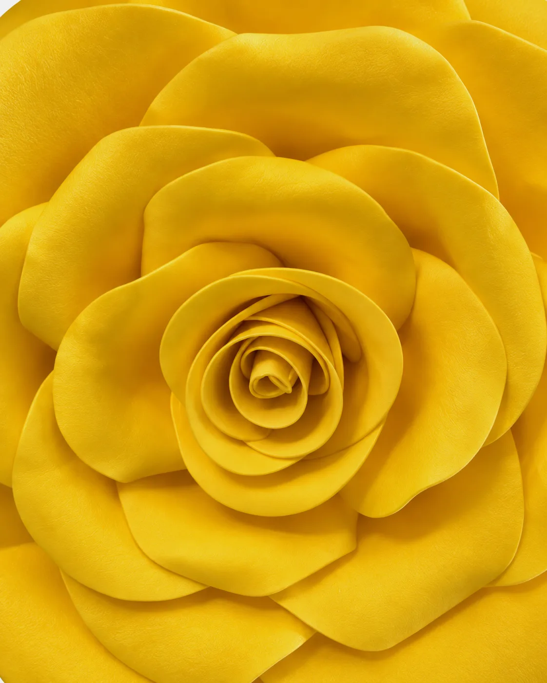 Fleurs, grandes, à l’unité, Rose, jaune