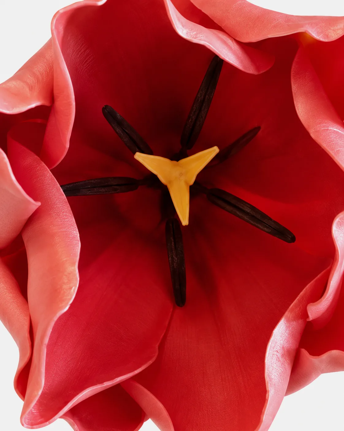 Fleurs, grandes, à l’unité, Tulipe, rouge
