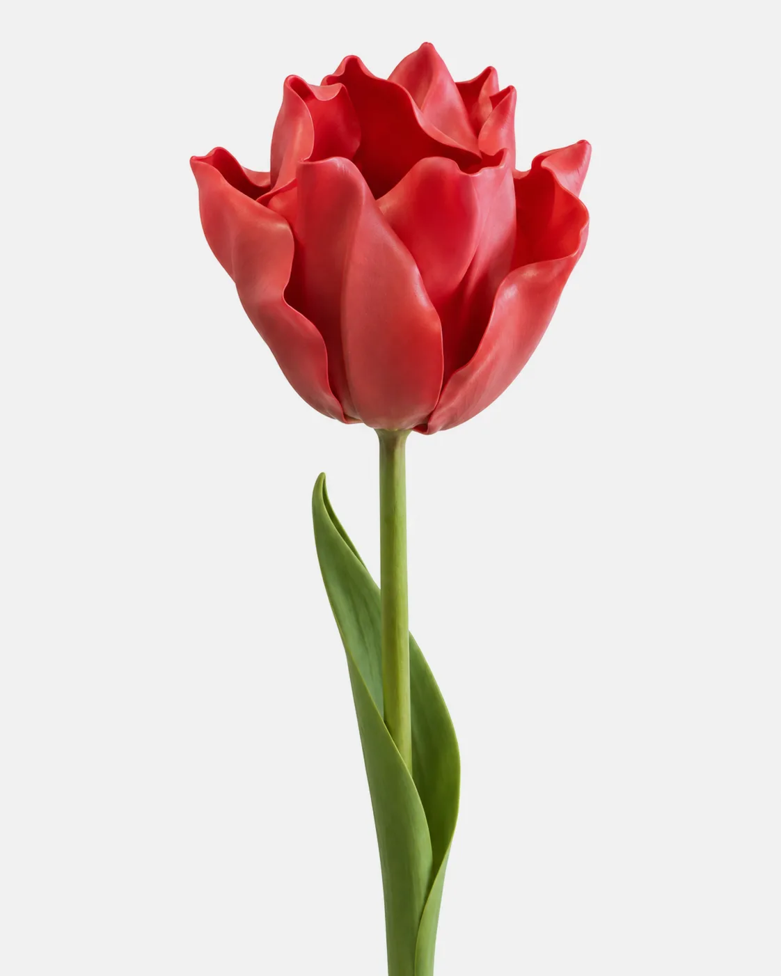 Fleurs, grandes, à l’unité, Tulipe, rouge