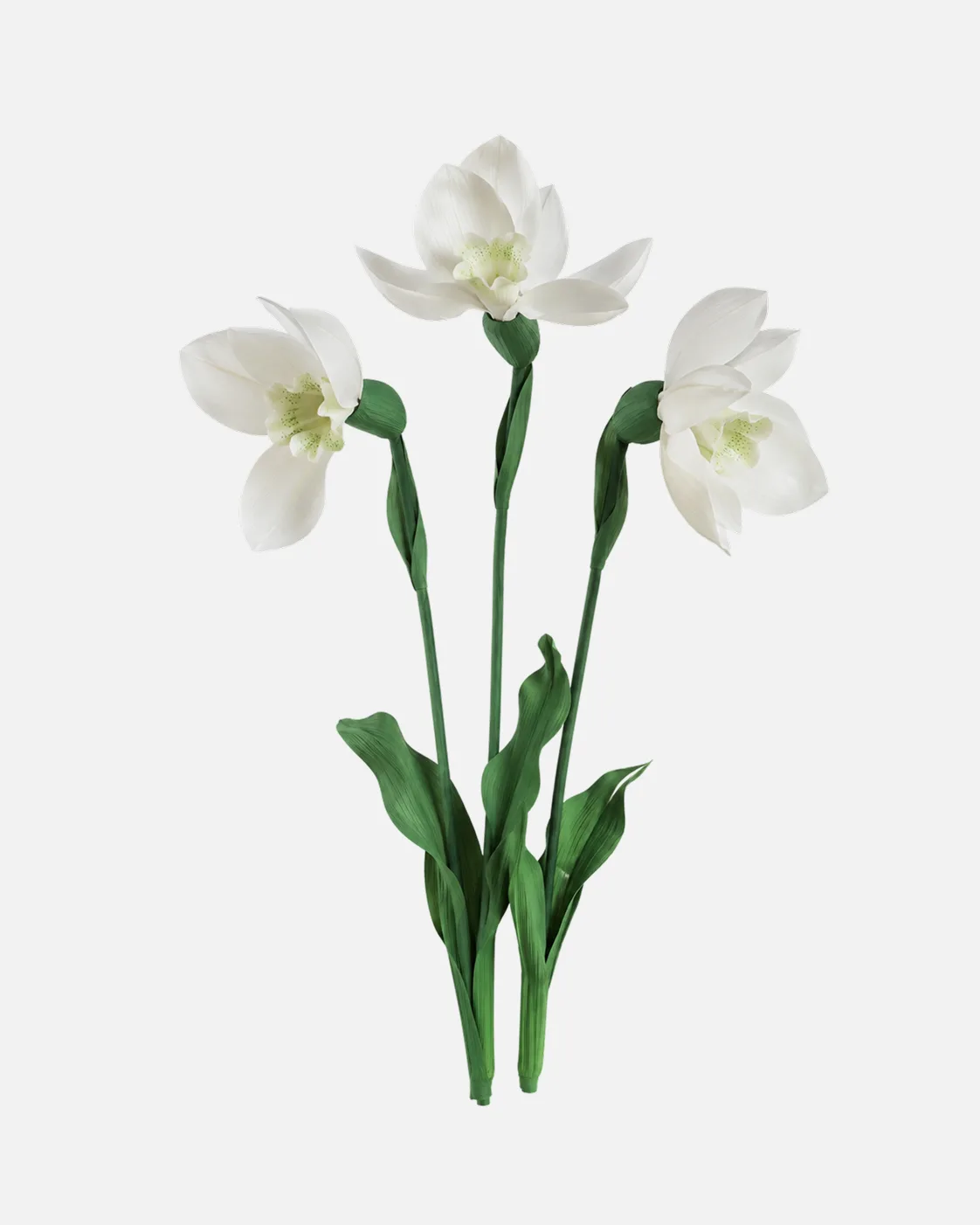 Fleurs, grandes, en ensemble, Perce Neige, x10
