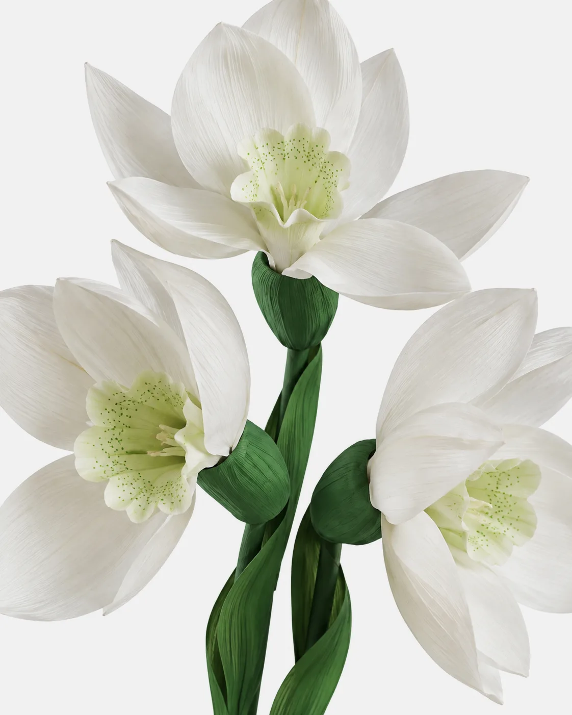 Fleurs, grandes, en ensemble, Perce Neige, x10