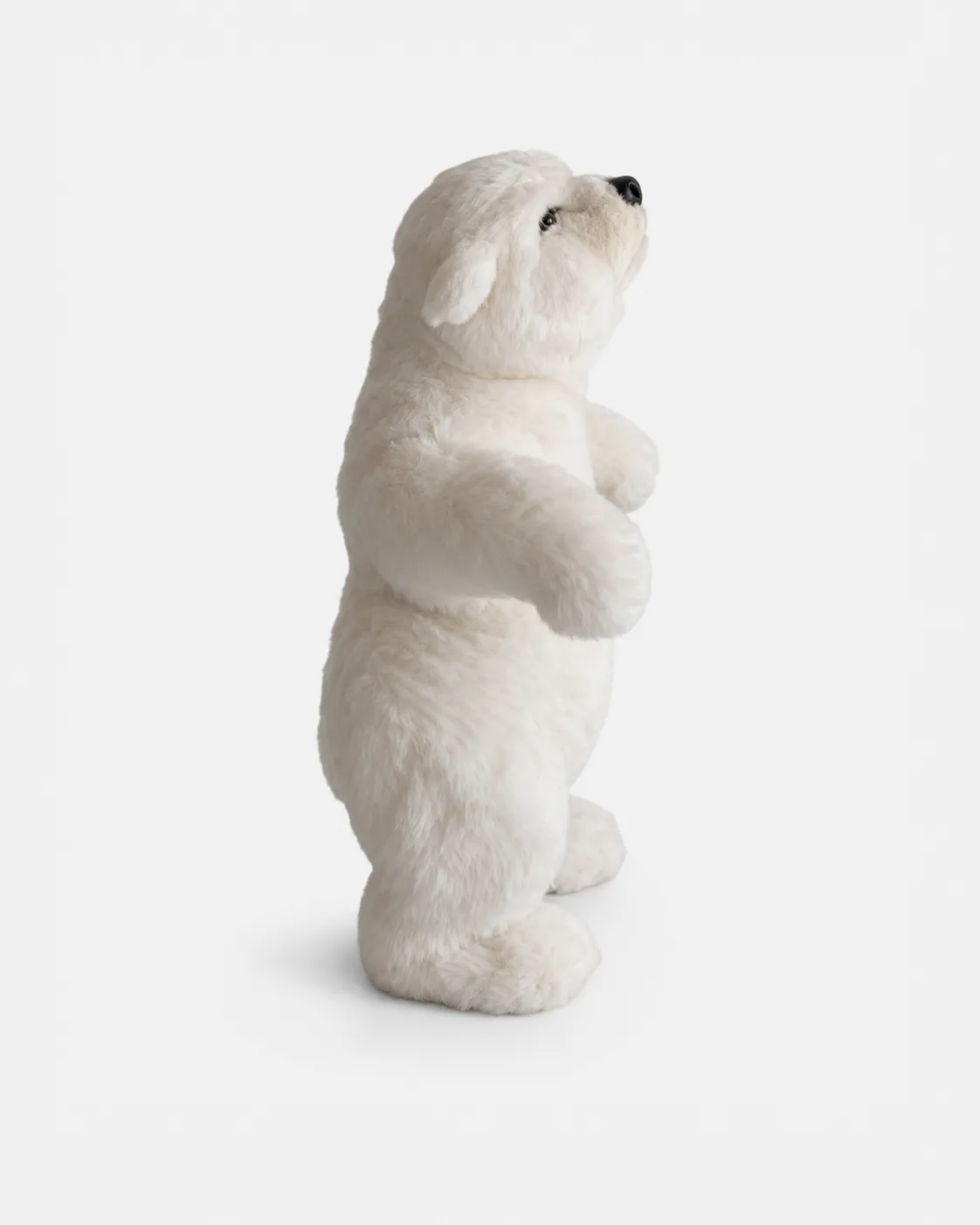 Ours blanc debout