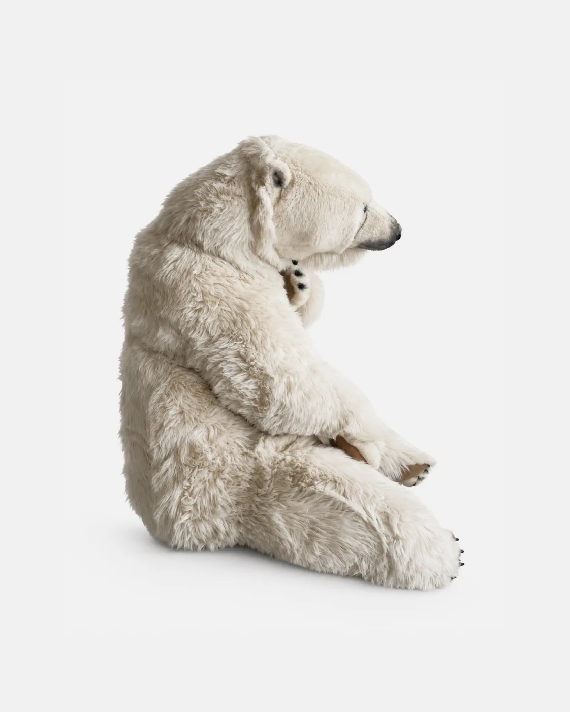 Ours polaire assis