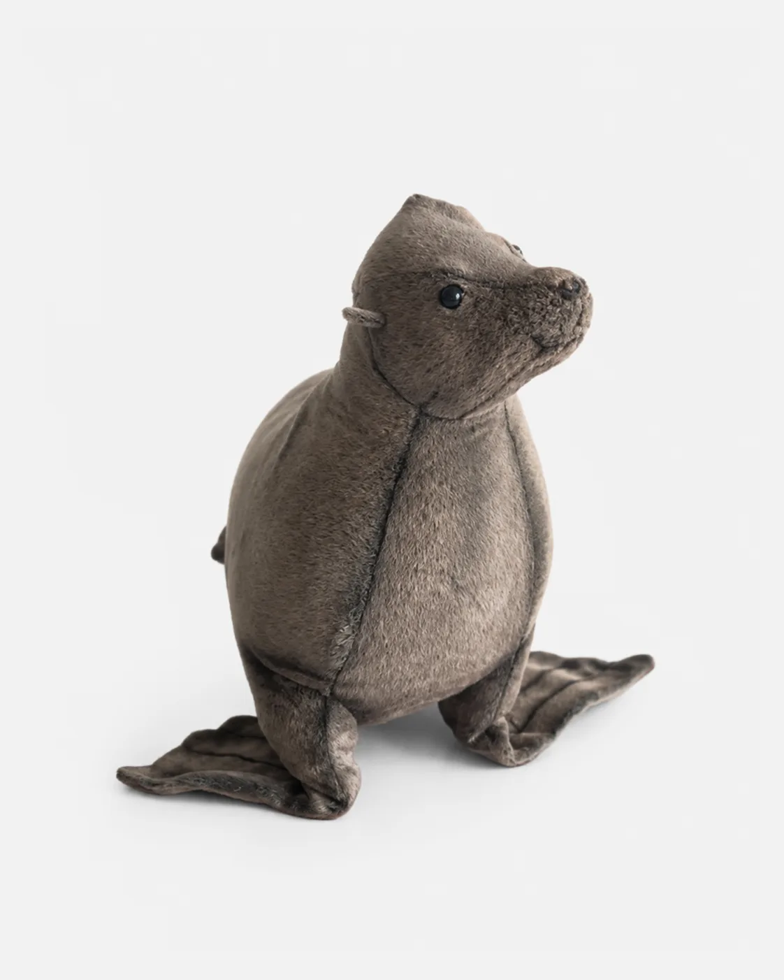 Phoque, bébé