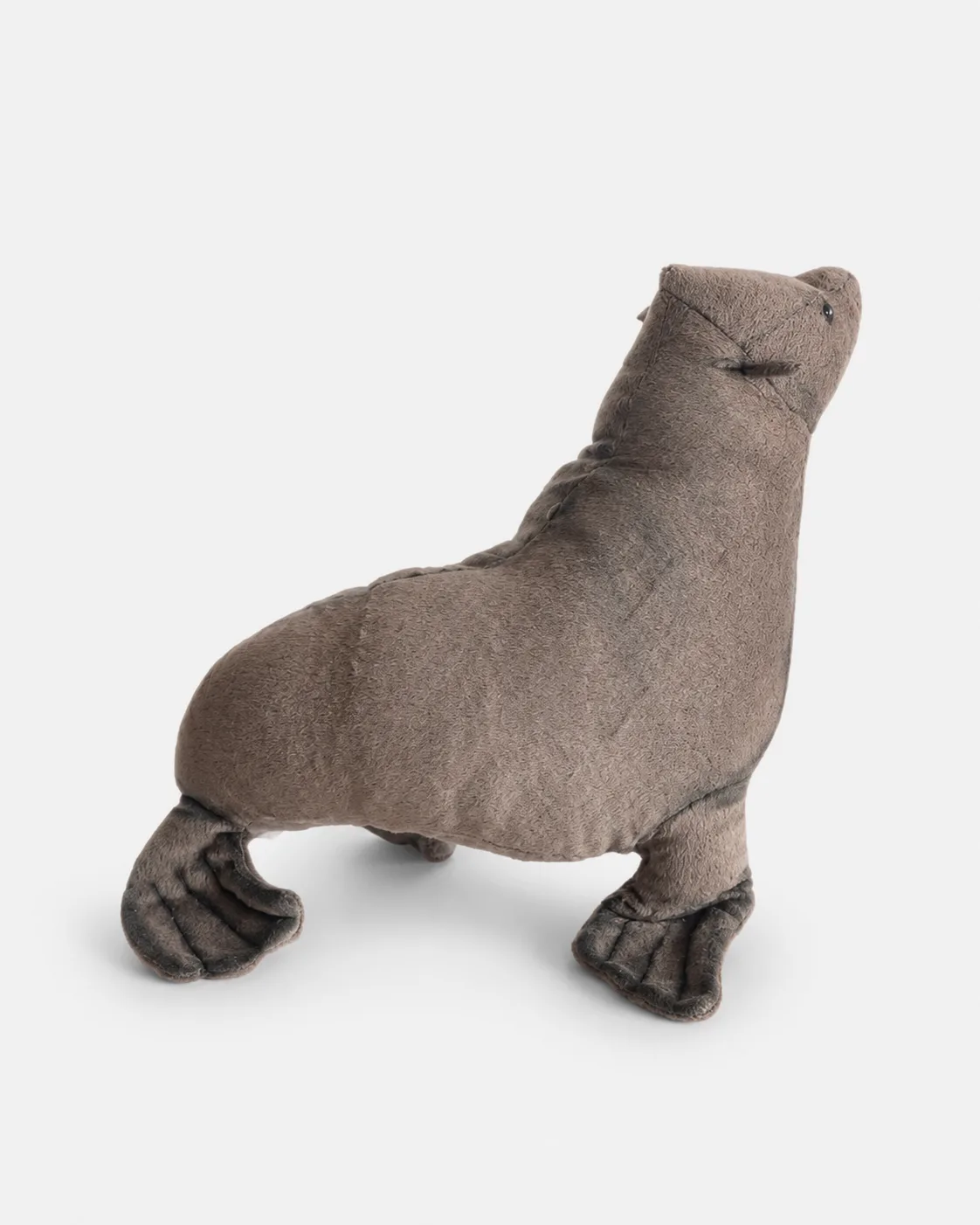 Phoque, bébé