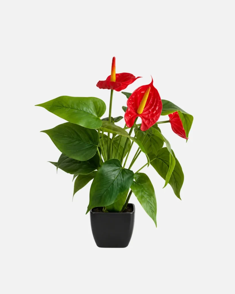 Plante en pot, Anthurium rouge
