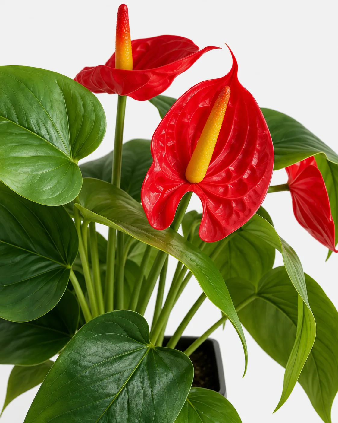 Plante en pot, Anthurium rouge