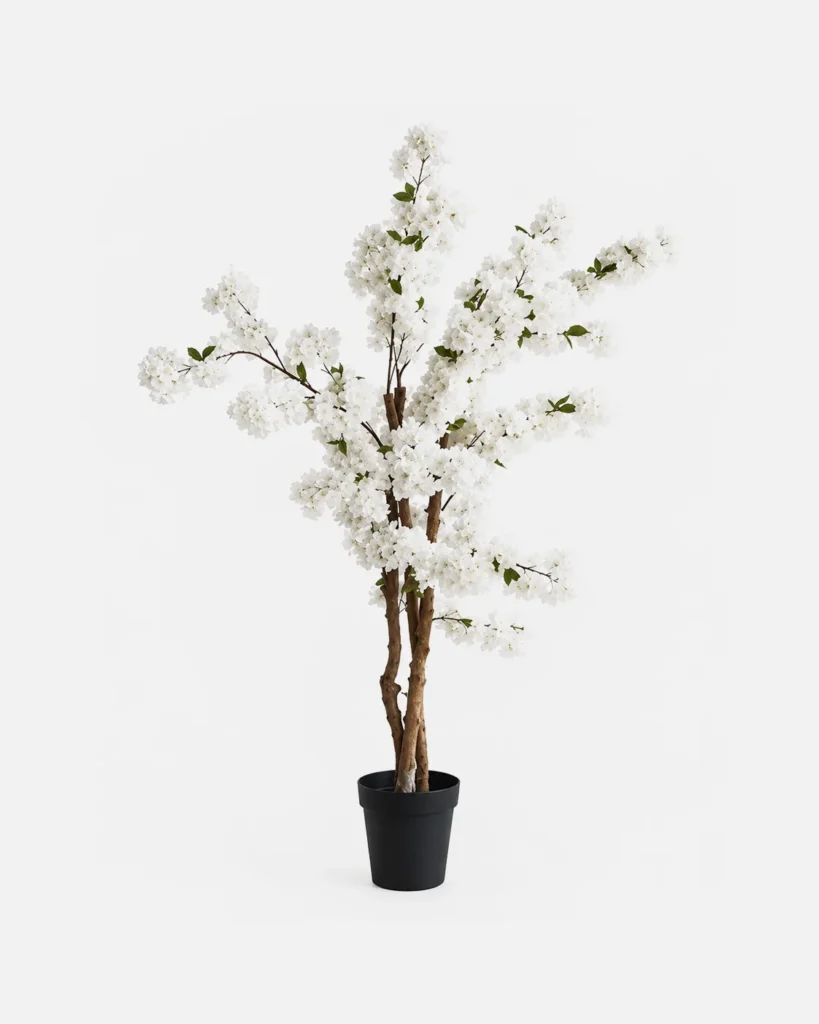 Plante en pot, Cerisier blanc