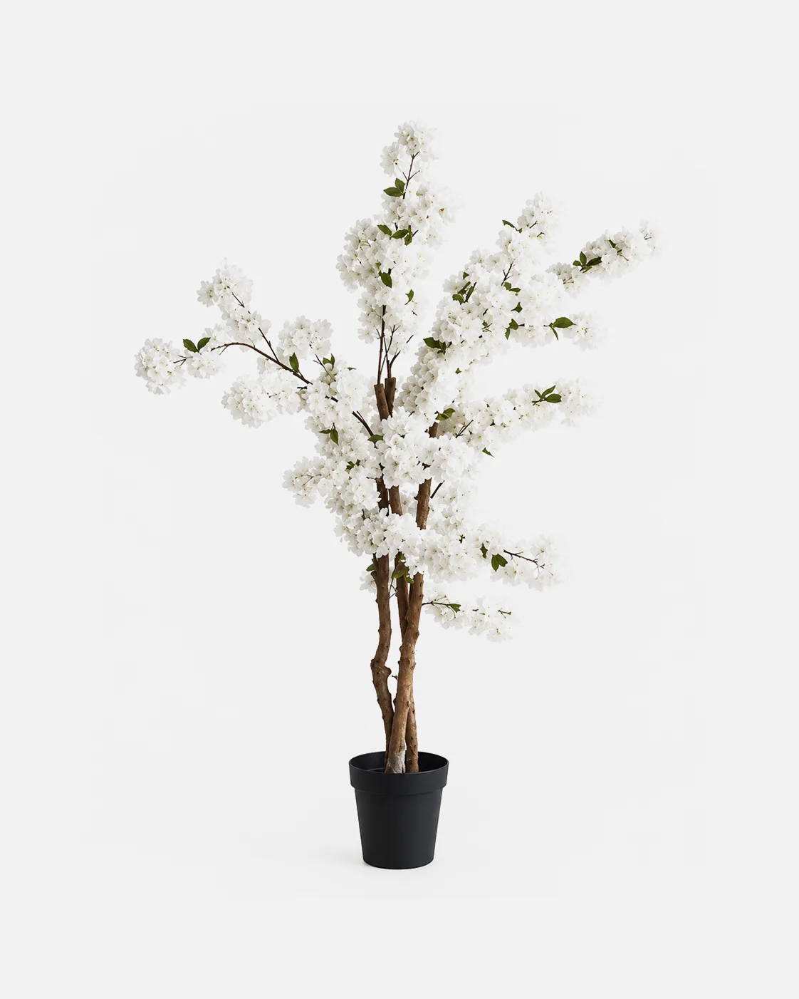 Plante en pot, Cerisier blanc