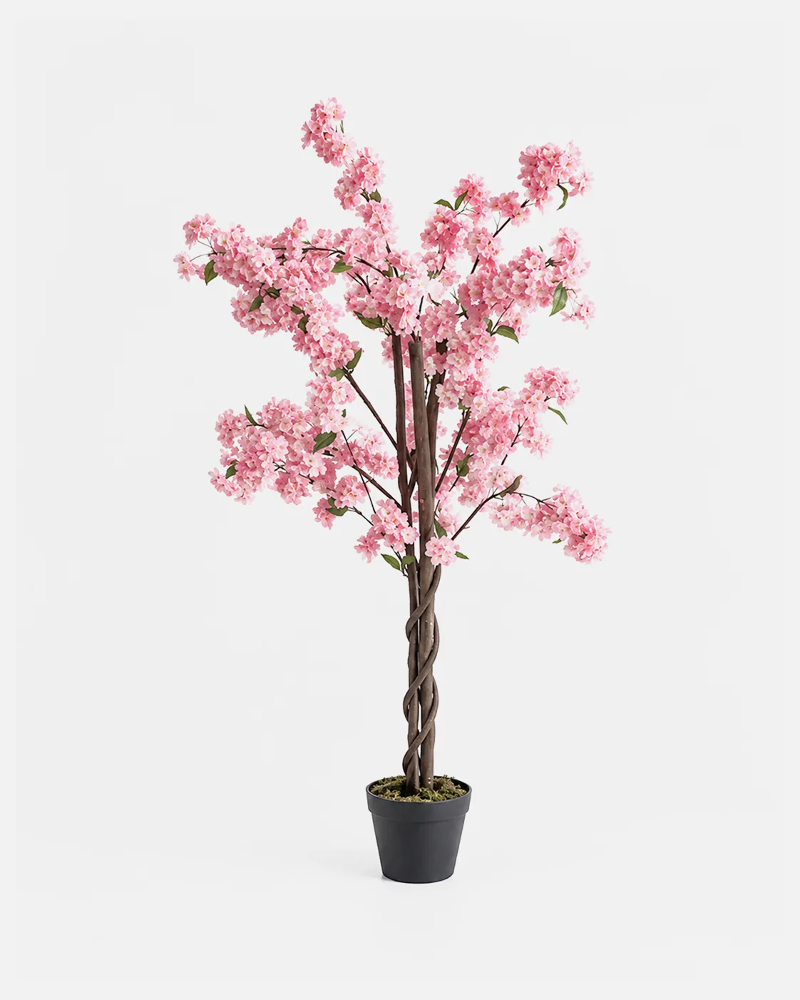 Plante en pot, Cerisier rose, 110 cm